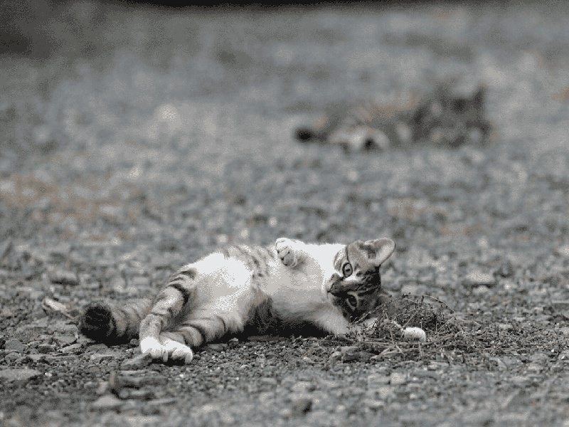 怎样翻取茯苓试管,存折试管婴儿